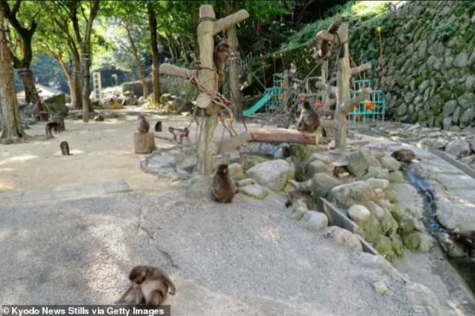 На снимке изображен природный зоологический сад Такасакияма в 2018 году.