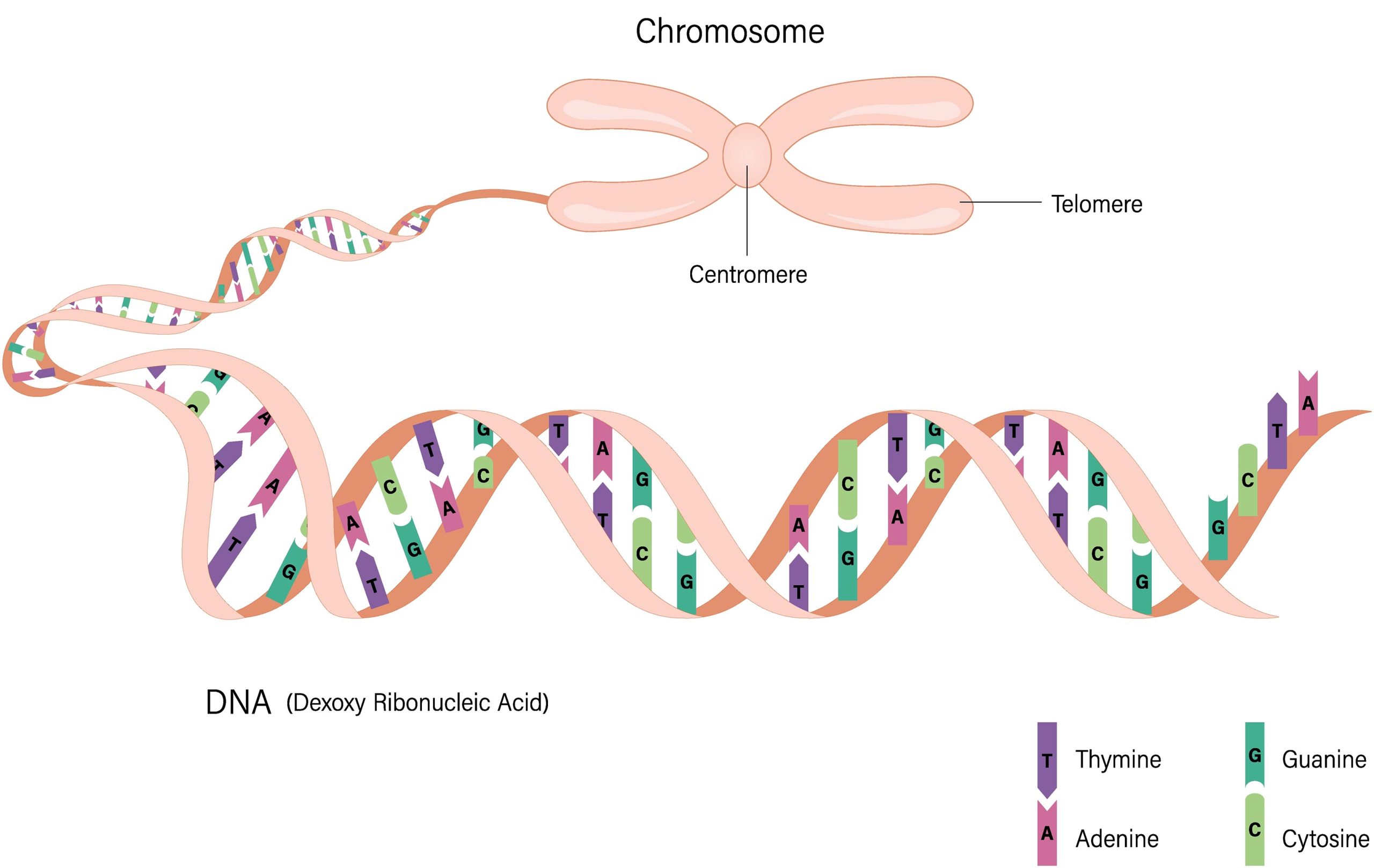 Хромосомы состоят из длинных двойных спиральных массивов из четырех пар оснований