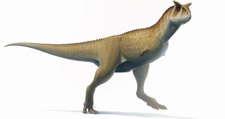 Абелизавриды - семейство тероподовых динозавров