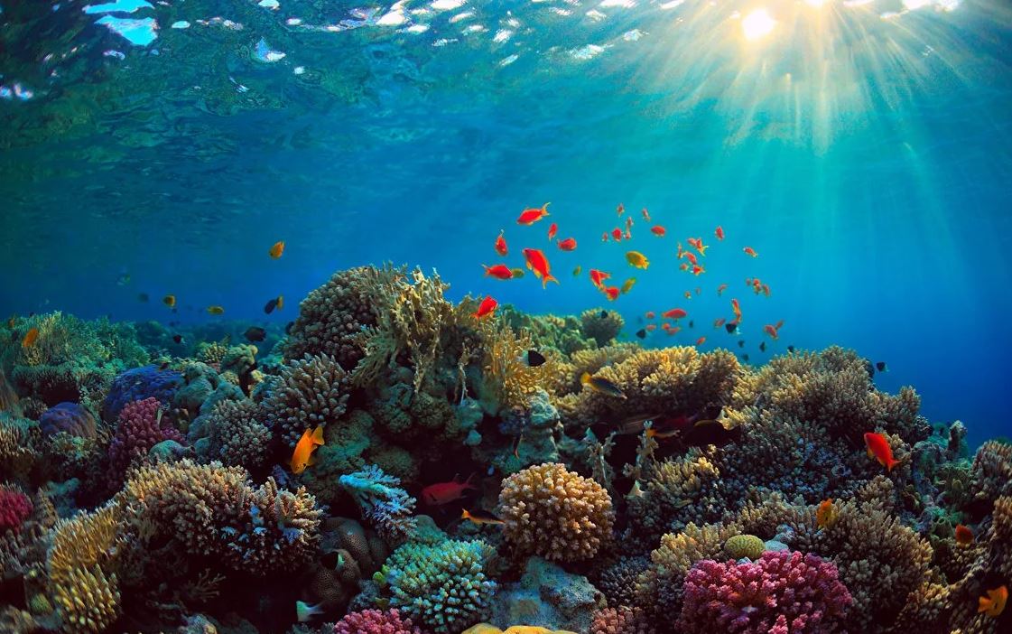 Повышение температуры на 1,5 °C уничтожит 90% коралловых рифов