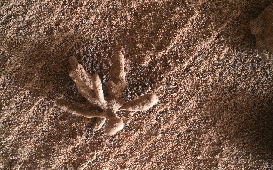 Curiosity нашел на Марсе странный камень, похожий на цветок