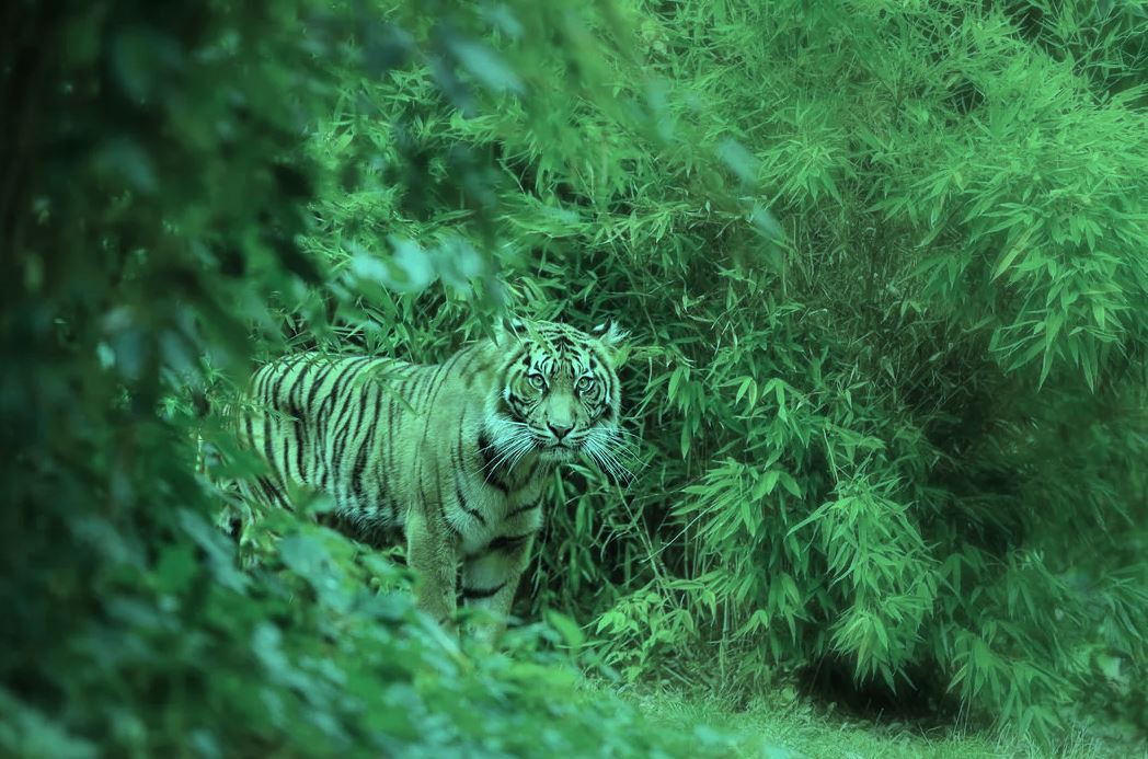 Почему тигры оранжевые? Так видит тигра олень, у которого дихроматическое цветовое зрение.