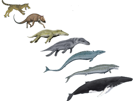 Последним предком современных китов, обитавшим на берегу, был синоникс