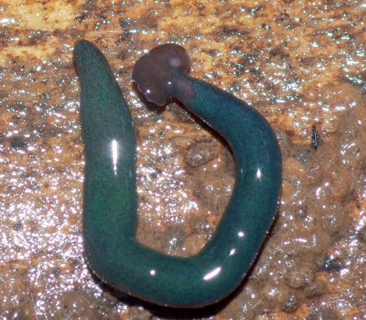 Diversibipalium mayottensis, инвазивный вид червя-молота, обитающий на Майотте.