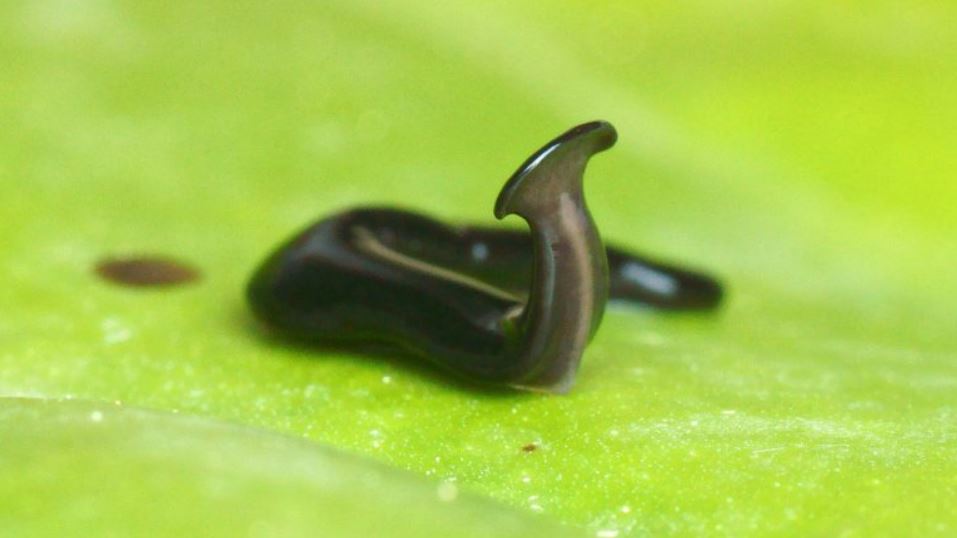 Humbertium covidum, инвазивный червь-молот, обнаруженный в Италии.