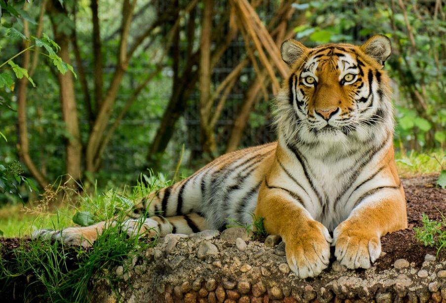 Почему тигры оранжевые?