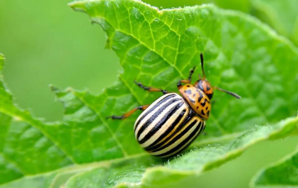 Колорадский жук обладает генетическими ресурсами, чтобы уклоняться от всех инсектицидов