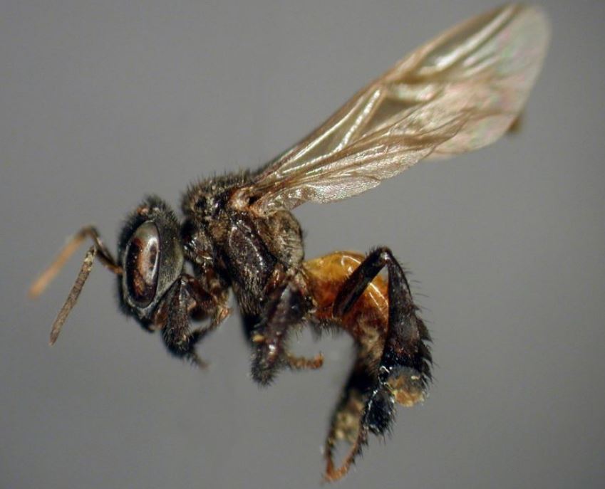 Особь из семейства безжальных пчел Trigona, некоторые из которых питаются мясом