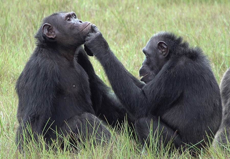 Рокси и Тея из сообщества включающего в себя около 45 шимпанзе, живущих в национальном парке Лоанго в Габоне.