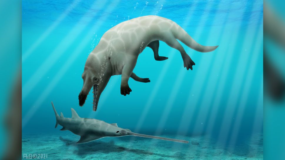 полуводный кит по имени Phiomicetus anubis, живший около 43 миллионов лет