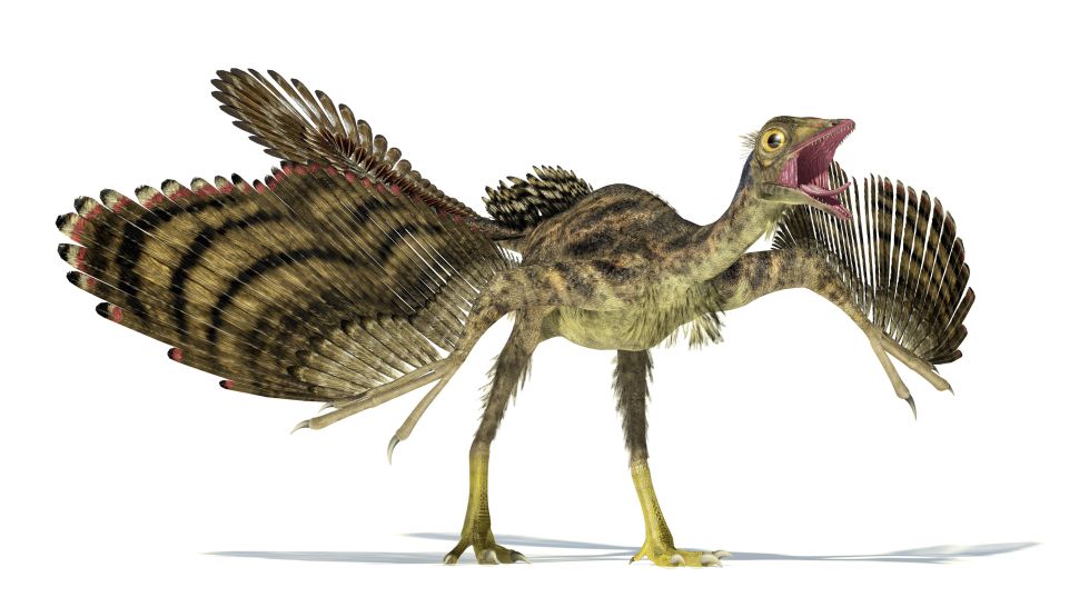 Археоптерикс, показанный здесь, на этой иллюстрации, считается первым зарегистрированным птицеподобным динозавром