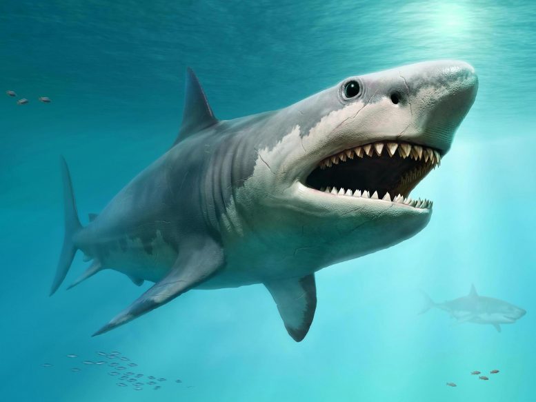 Загадочный мегалодон: никто не знает, как на самом деле выглядела гигантская акула