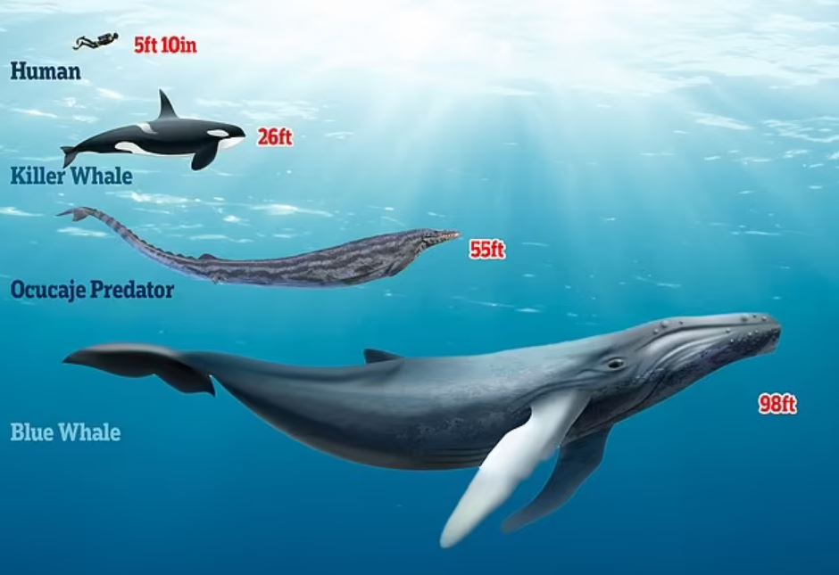 Окаменелость кита возрастом 36 миллионов лет найдена в перуанской пустыне