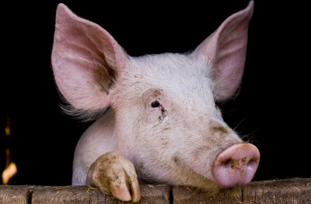 Ученые создали переводчик свиней, который расшифровывает эмоции по хрюканью