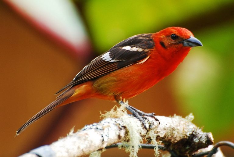 Огненная пиранга