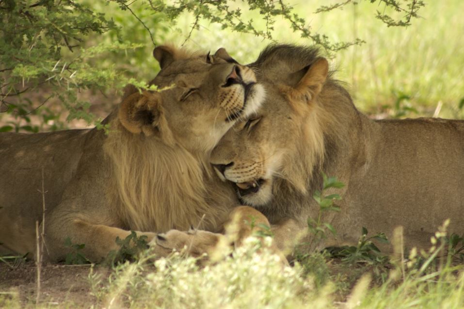 «Гормон любви» окситоцин успокаивает агрессивных львов
