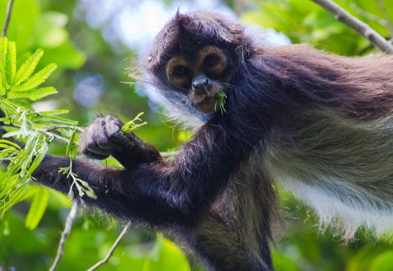 Пристрастие обезьян к спелым фруктам может объяснить, почему люди любят алкоголь