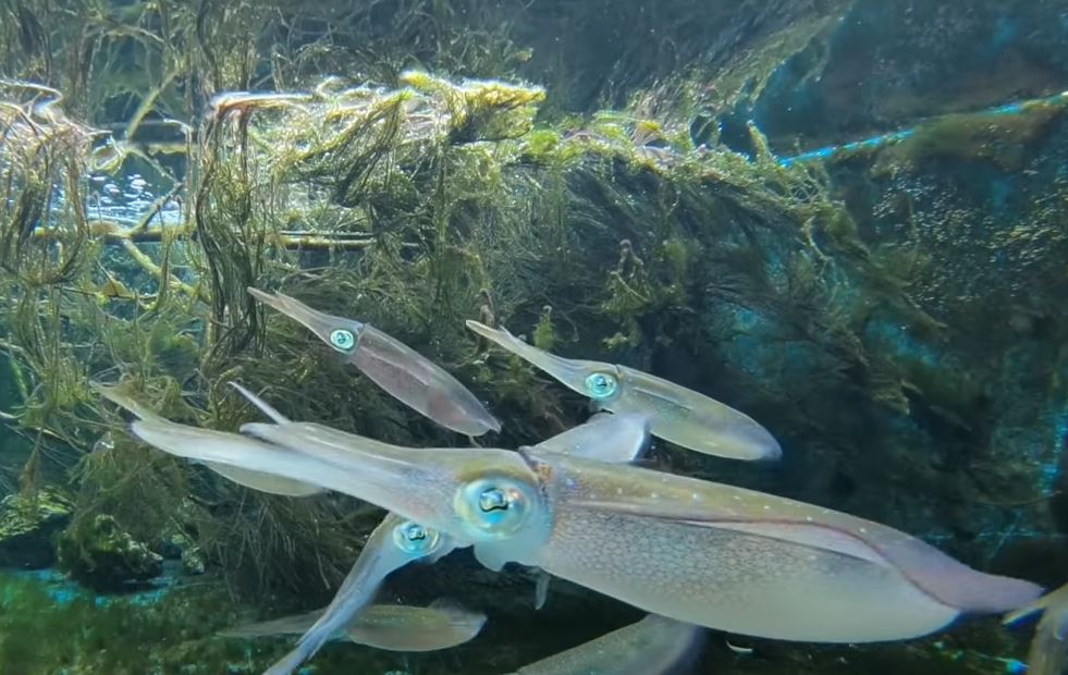 Удивительное видео впервые показывает кальмаров, меняющих свой цвет