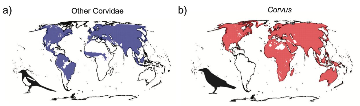 Мировое распространение (а) всех видов врановых (Corvidae), кроме ворон (Corvus), и (b) всех видов ворон.