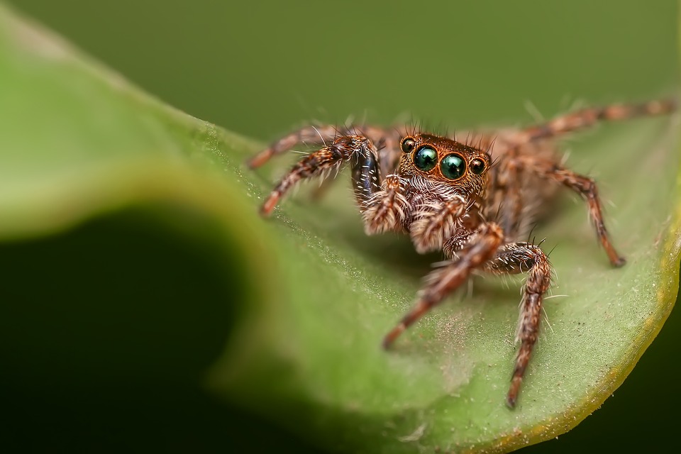 Количество известных видов пауков достигло 50 000