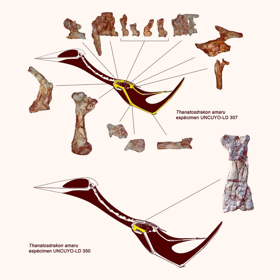 Палеонтологи идентифицировали два экземпляра Thanatosdrakon amaru
