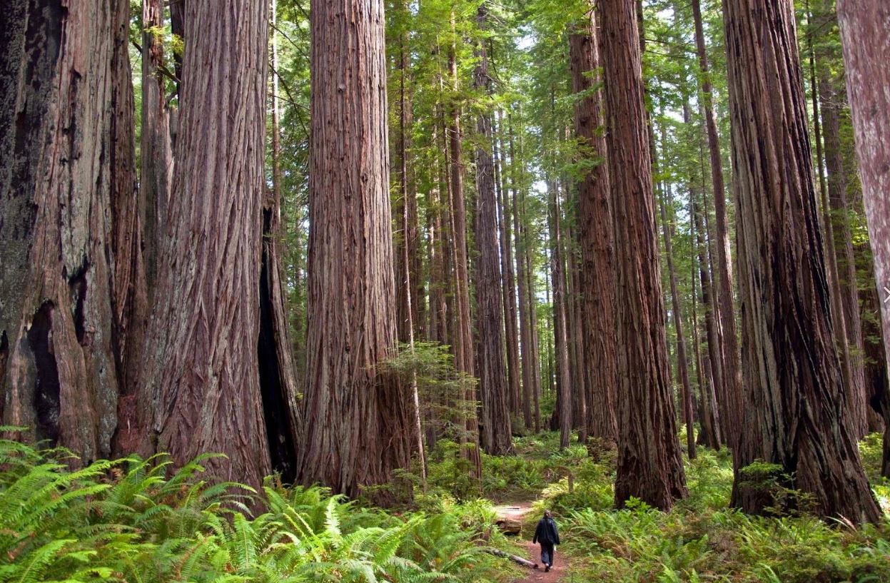 вечнозеленые, или прибрежные секвойи ( Sequoia sempervirens)