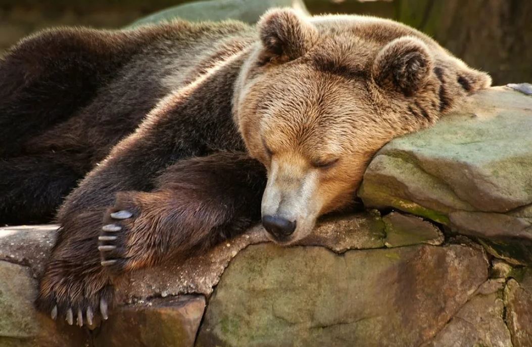 Метаболизм спящих летучих мышей аналогичен метаболизму зимующих медведей