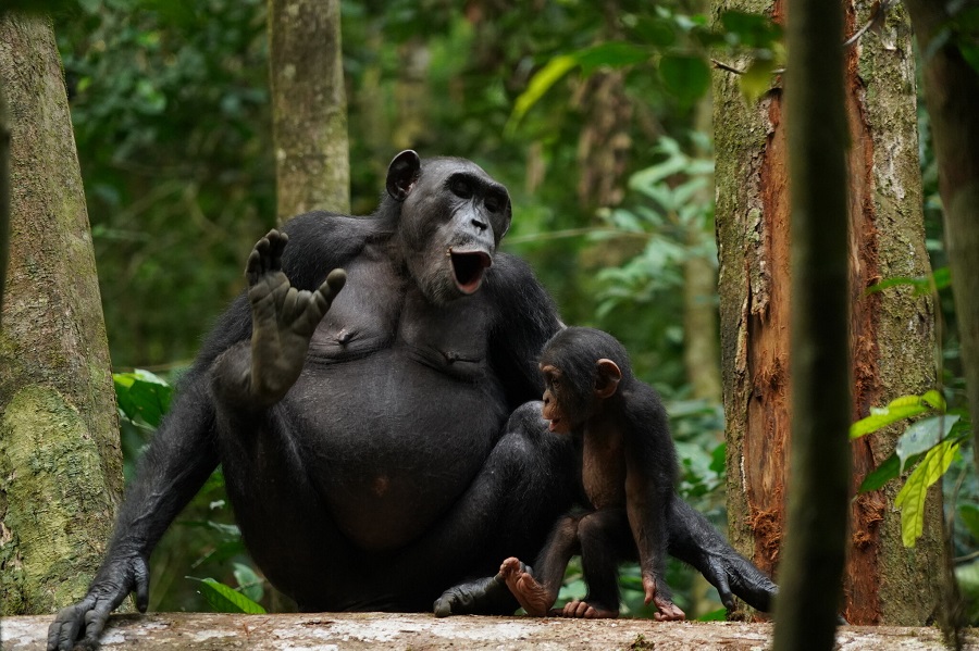 Шимпанзе объединяют крики в многочисленные вокальные последовательности