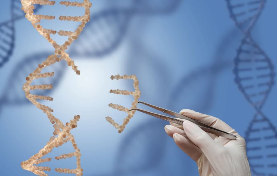 CRISPR-Combo редактирует одни гены и активирует другие