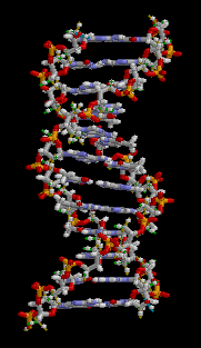 Двойная спираль (двойной винт) ДНК (правый)