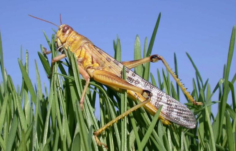Пустынная саранча или африканская саранча
