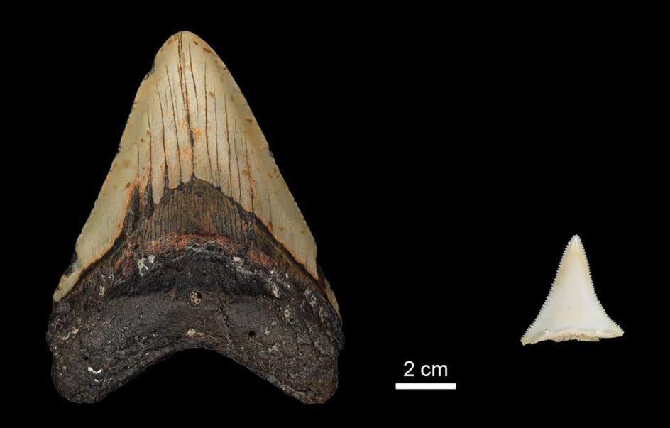 Зуб мегалодона (слева) и зуб современной большой белой акулы