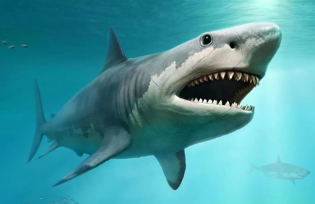 Живя в океанах по всему миру от 23 до 3,6 миллионов лет назад, Otodus megalodon и другие мегазубые акулы вырастали до 20 метров в длину и весили до 103 тонн