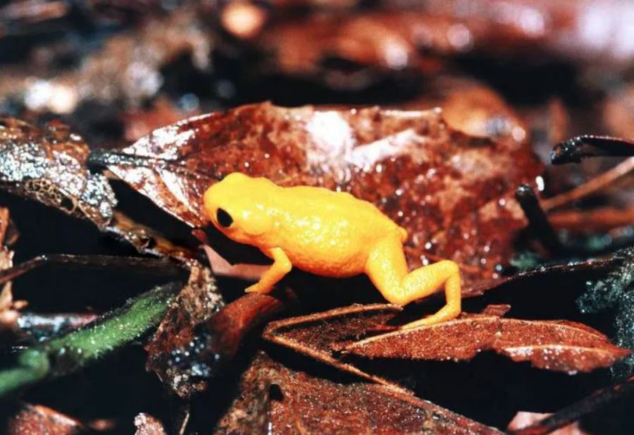 Седлоносная жаба (лат. Brachycephalus ephippium)