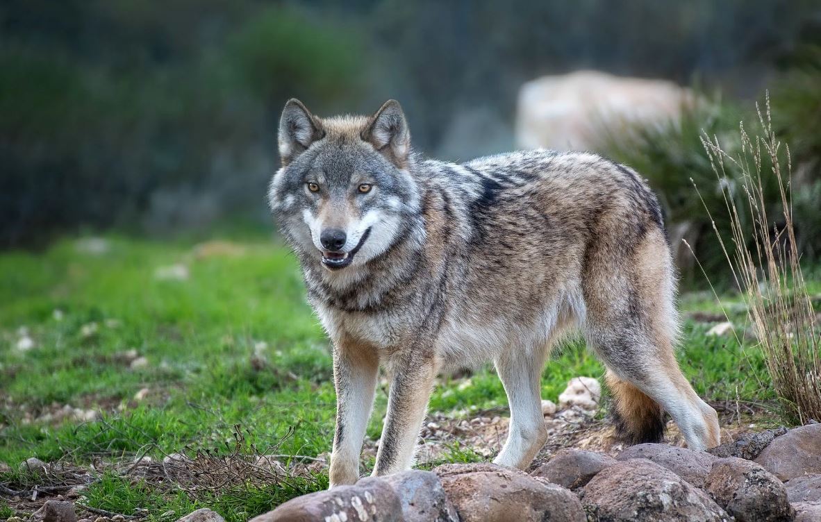 Как личности волков могут изменить водно-болотные угодья