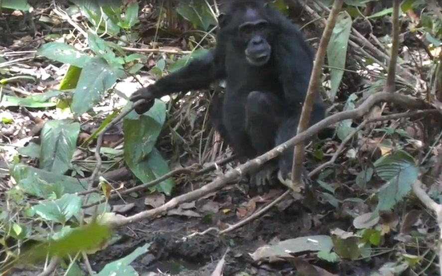 Копание колодца впервые было замечено у Онёфи, молодой самки, которая прибыла в сообщество шимпанзе 2015 году