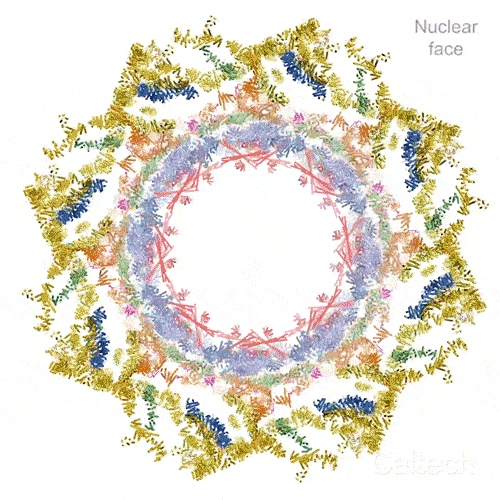 Комплекс ядерных пор (NPC) способен расширяться и сжиматься, чтобы приспособиться к потребностям клетки.