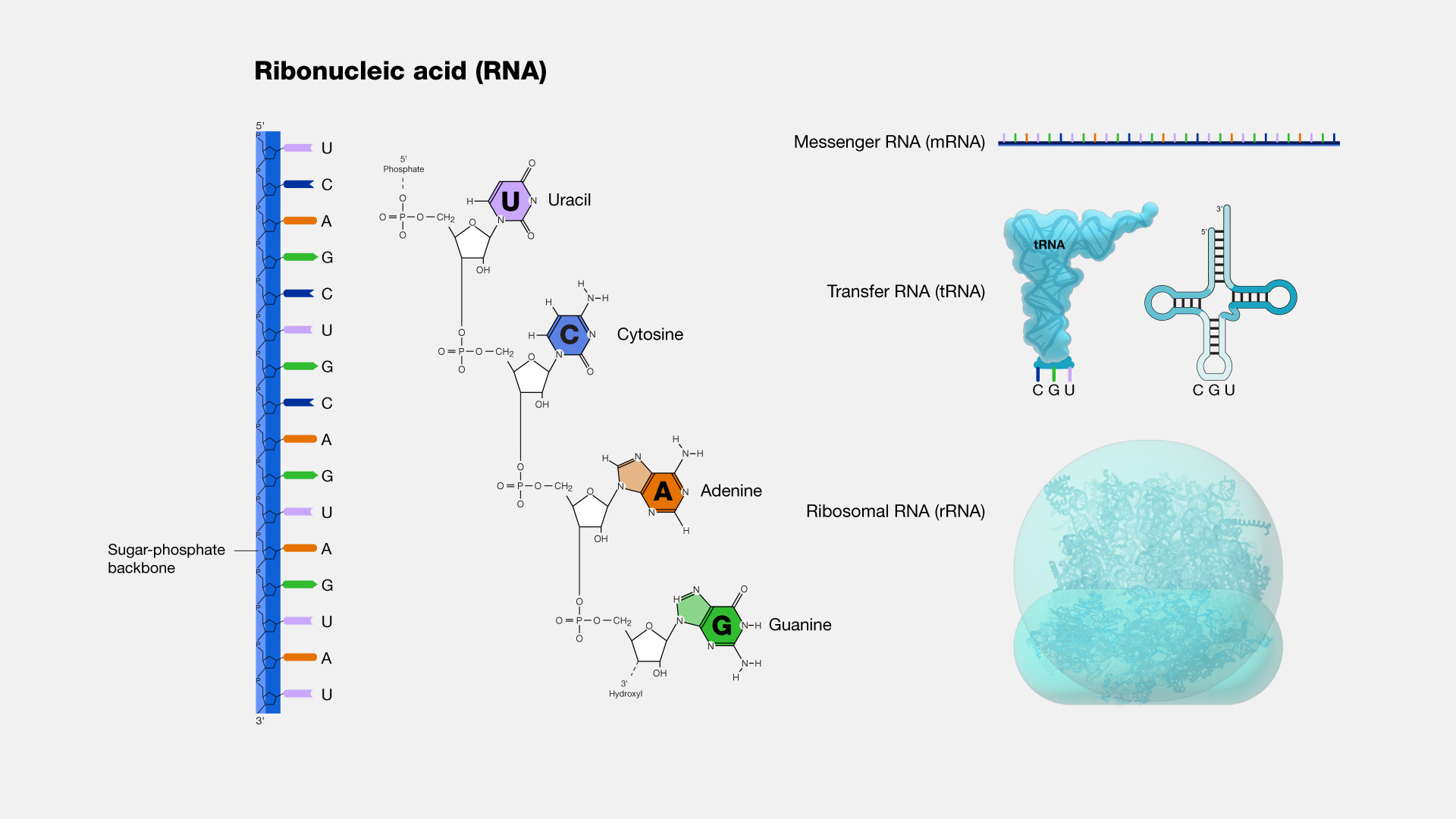 Рибонуклеиновая кислота (сокращенно РНК) представляет собой нуклеиновую кислоту, присутствующую во всех живых клетках и имеющую структурное сходство с ДНК