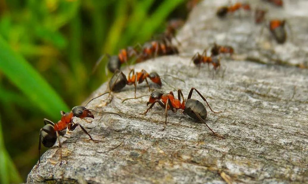 Поведение муравьев как группы похоже на нейронные сети