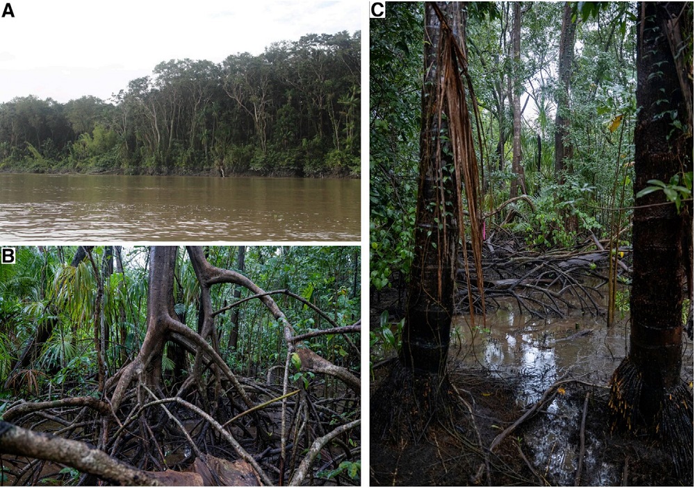 Мангровые заросли в дельте Амазонки