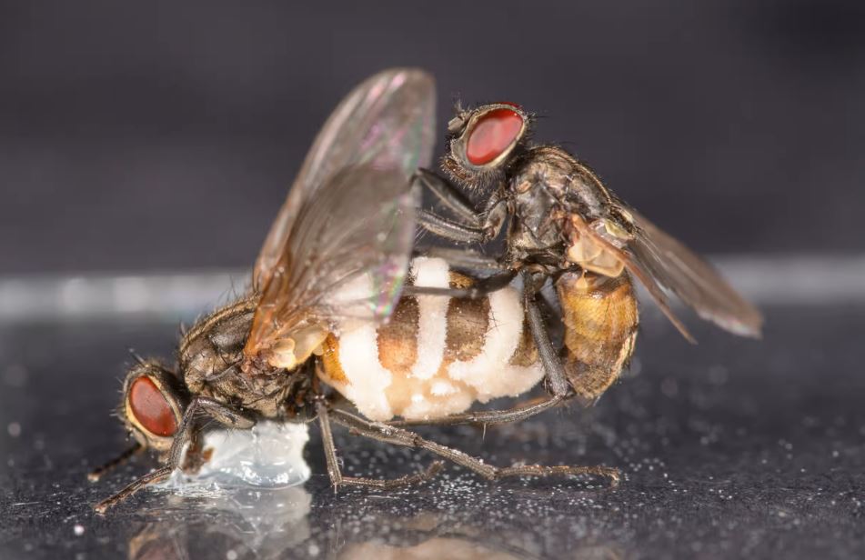 Грибок заставляет самцов комнатных мух спариваться с мертвыми самками