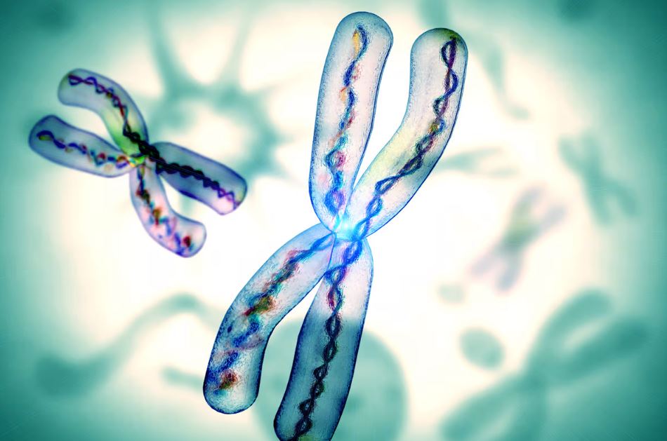 Новый инструмент CRISPR исправляет мутации, копируя гены между хромосомами