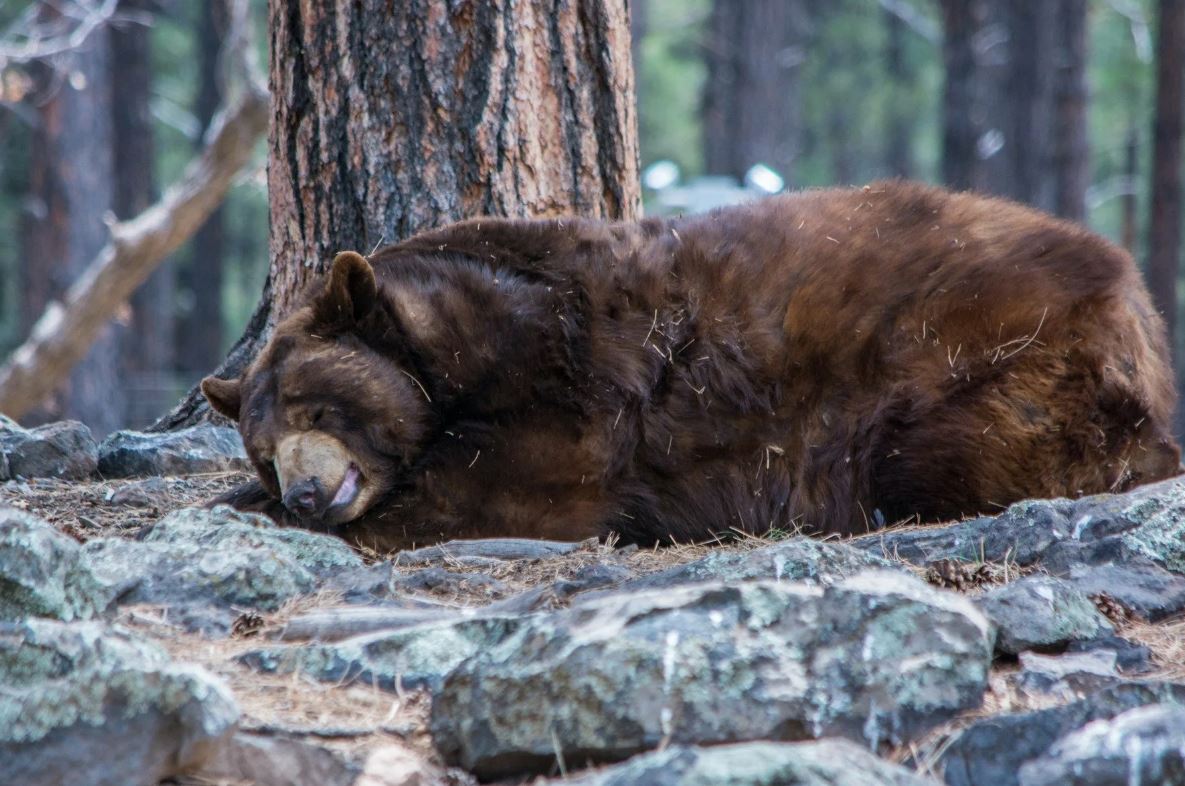 Новое исследование раскрыло секреты поддержания мышечной массы у впадающих в спячку черных медведей.