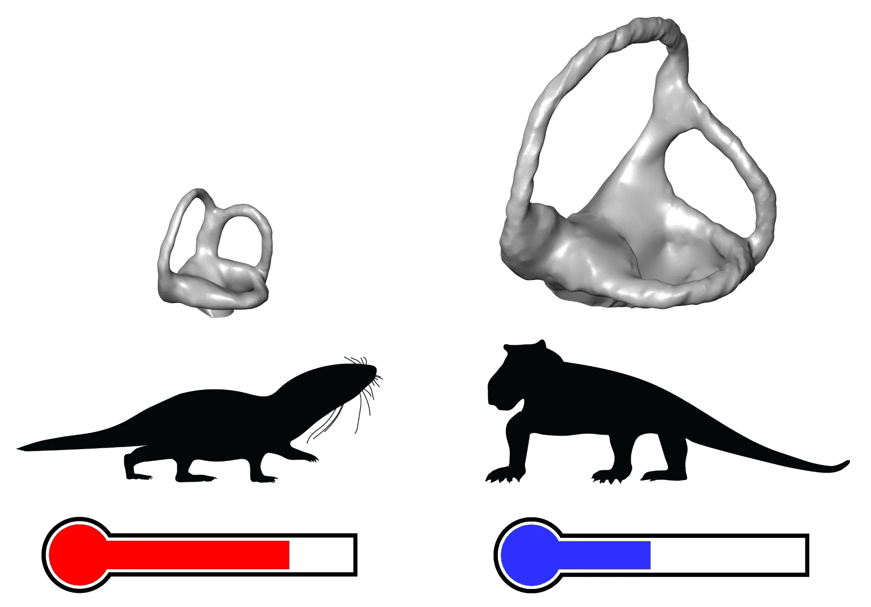 Внутренние слуховые проходы древних теплокровных (слева) и холоднокровных (справа) животных.