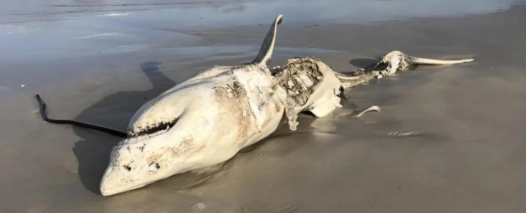 Белая акула, жертва нападения косатки.