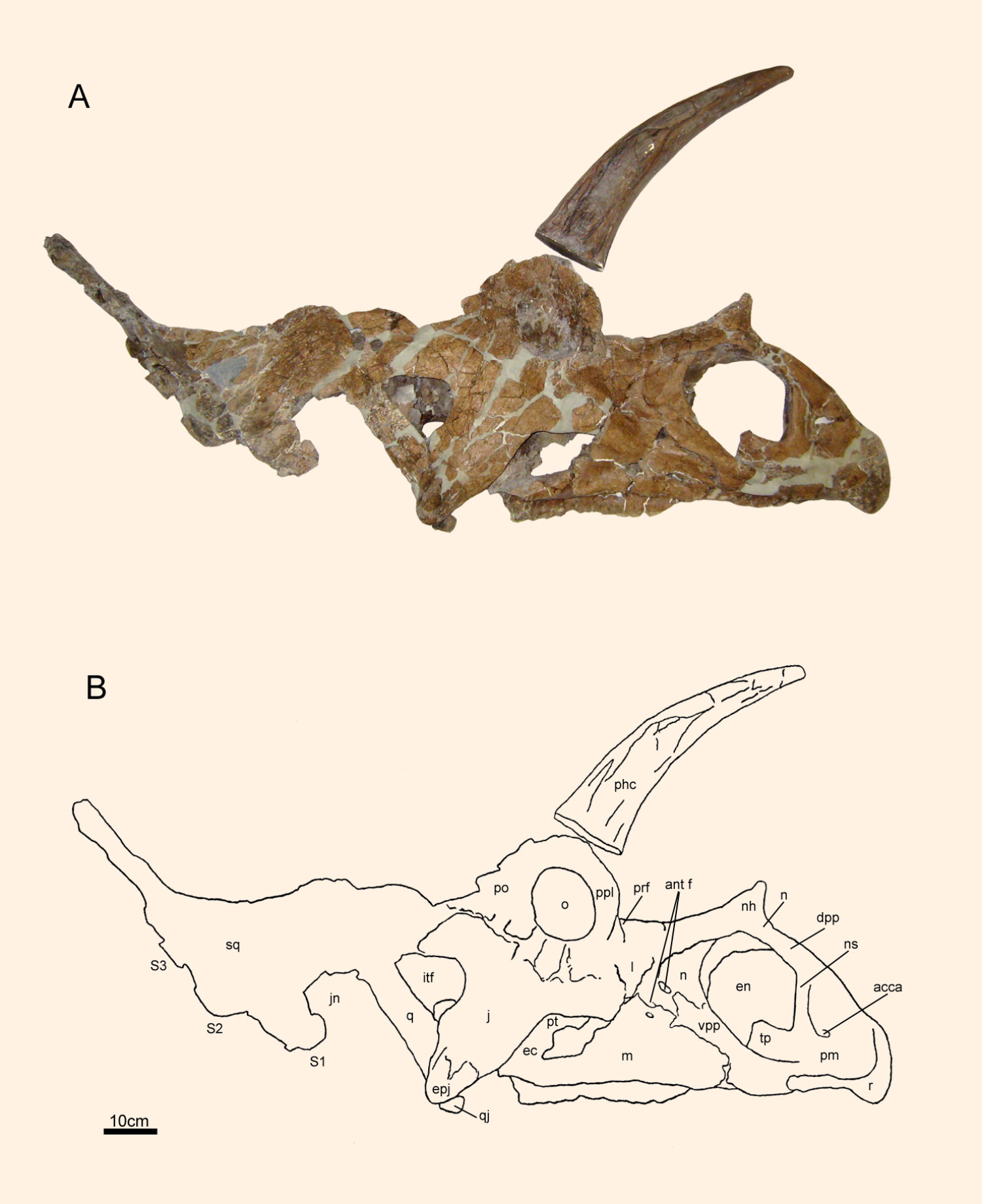 Голотип черепа Bistereratops freseorum
