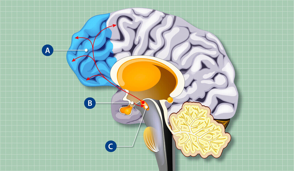 Ответственные за чувство голода клетки гипоталамуса, влияют на структуру и функции мозга