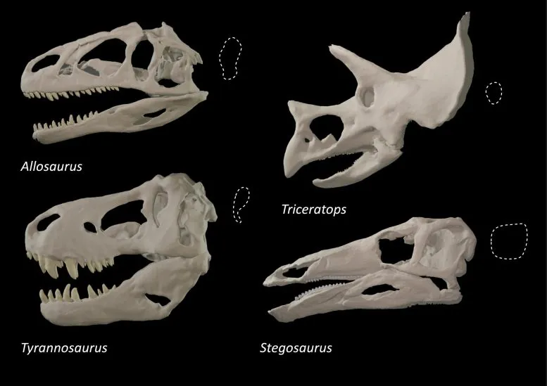 Черепа разных динозавров с разной формой глазницы (пунктирный контур). 