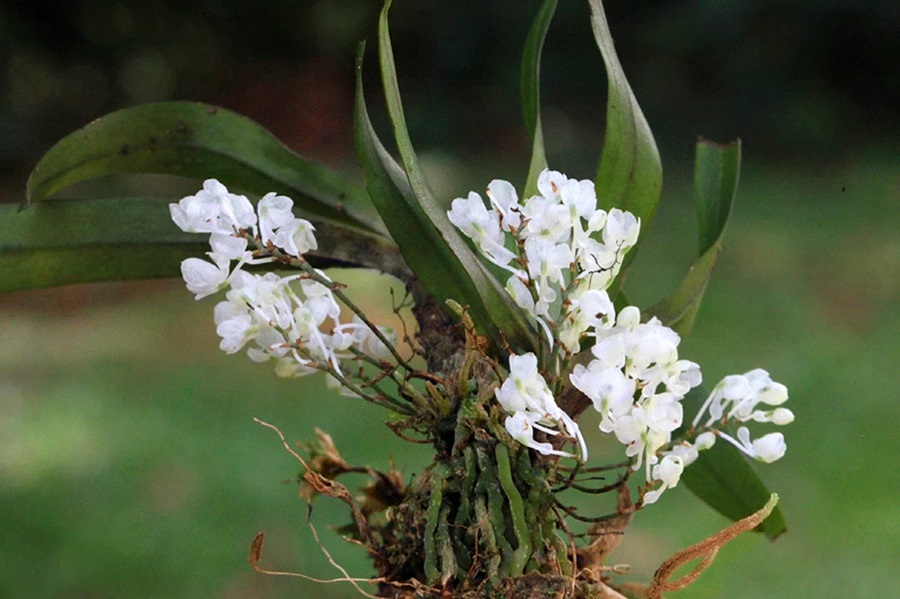 Орхидеи Rhipidoglossum pareense