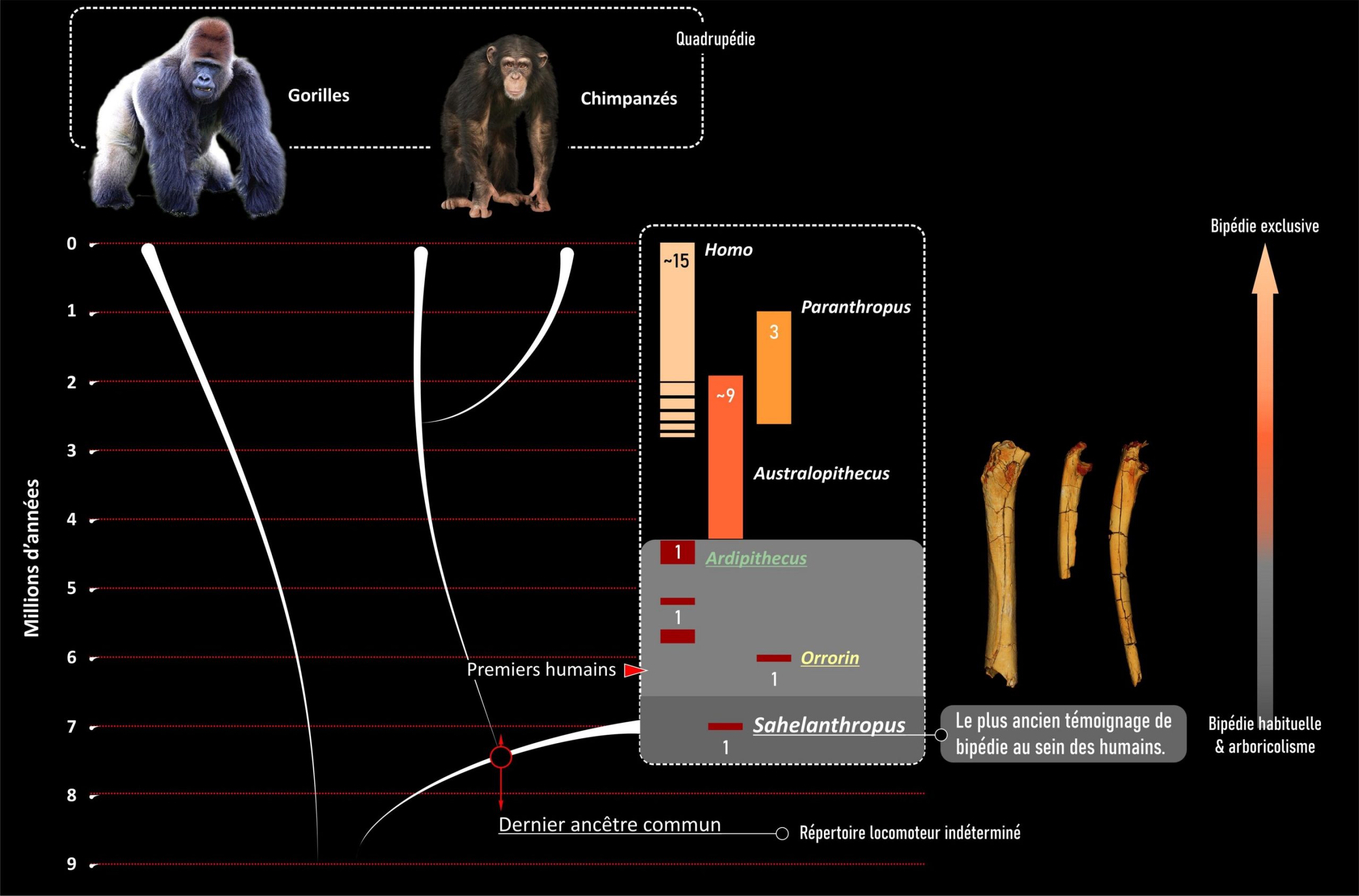 Человечество отделилось от группы шимпанзе в миоцене, скорее всего, между 10 и 7 миллионами лет назад